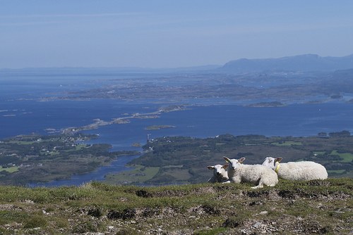 Sheep on a grassy hillside.